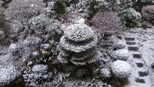 家の庭に積もった雪（2026年2月8日）
