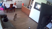 Canine Companions Encounter Quake in Zipaquirá
