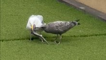 Bird Consumes Entire Baby Shark to Keep it All to Itself