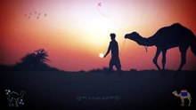 रेगिस्तान में सूर्यास्त का जादुई नज़ारा! Desert Sunset Silhouette Short 🐪🌅✨  #desert #sunset #camel #nature #aesthetic #soothing #viral #shorts
