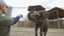 Elephants at Utah's Hogle Zoo Support Cancer Research