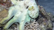 Squid Instantly Alter Their Hues in the Water
