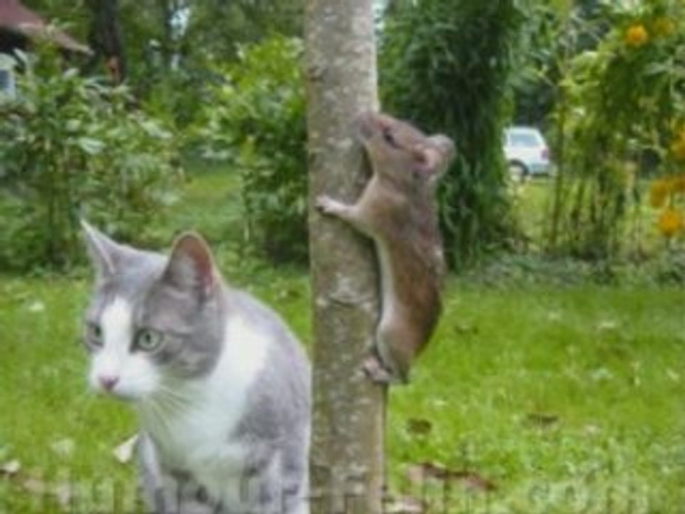 Rien que des Chats