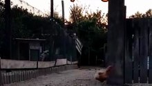 A running chicken is undoubtedly one of the best things ever 😂 they_re super cute and silly at