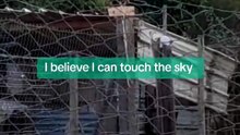chicks can flyyyyyyyy 🕊️ #chickensoftiktok #chicken