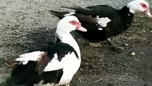 Ducks are the masters of twerk 🤭😂 It_s marvellous how they shake their booty 💃🏼