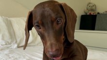 Playful puppy keeps chasing a moving palm