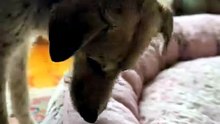 Puppy Mill Mama's First Soft Bed — She Circles, Then Sighs 🥹🐾