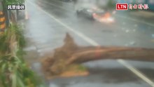 高雄男疑閃倒塌路樹出車禍 驚險畫面全曝光