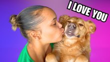 Golden Retriever Kobe Meets My Girlfriend: Sweet Family Dog Bond