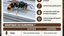 Un frelon asiatique chez toi en automne : souvent une future reine
