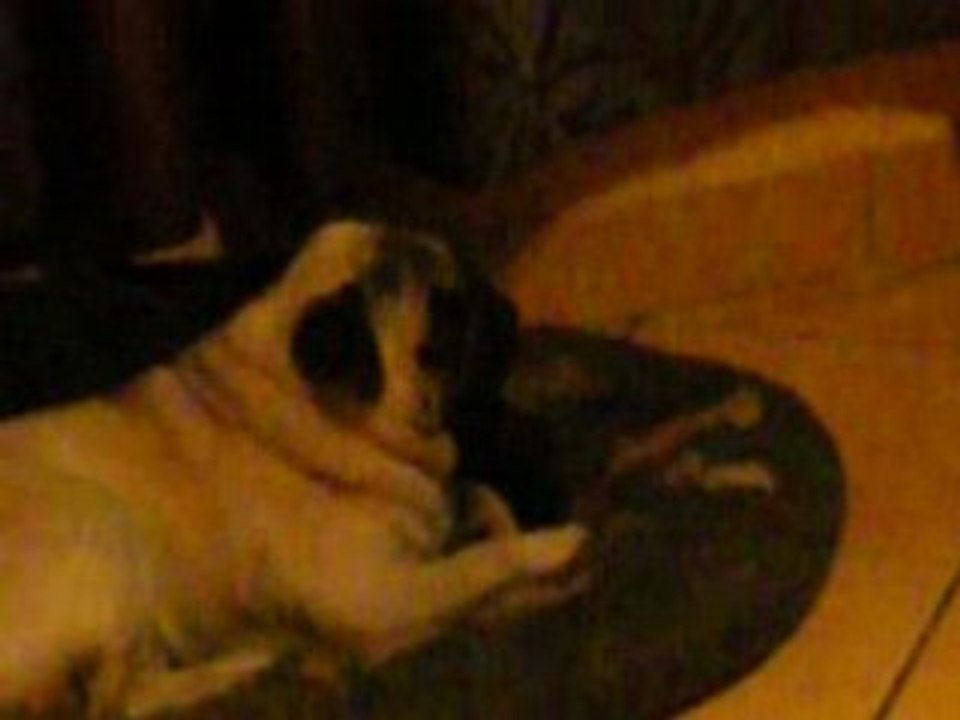 Patachoux regarde la télé