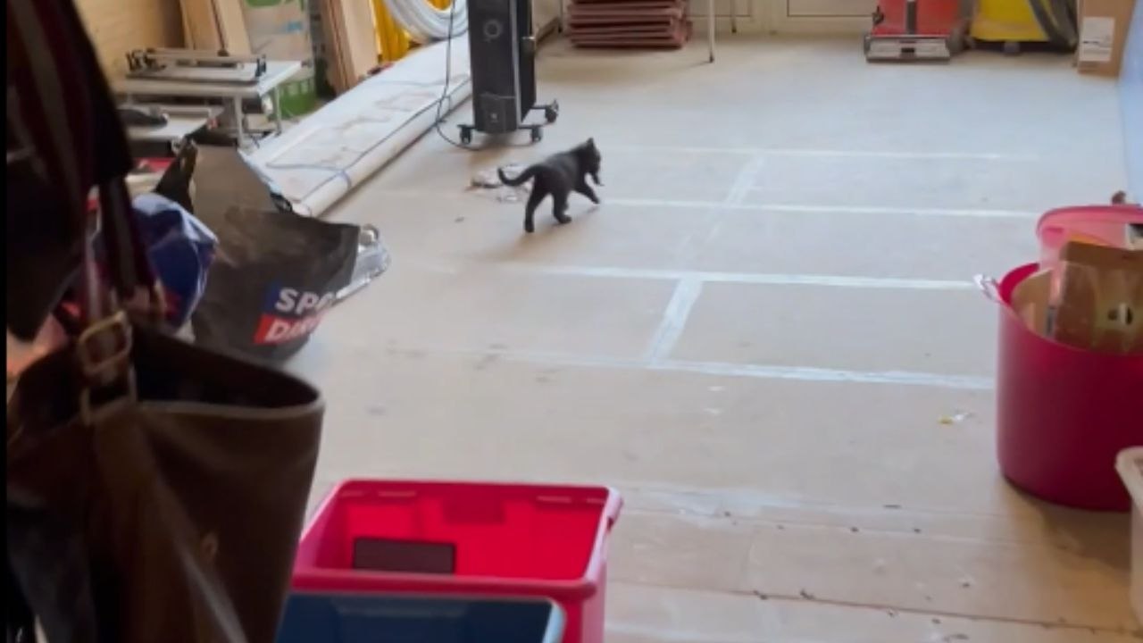 Little Predator: Kitten Explores the Home with a Mouse in Its Grasp ...
