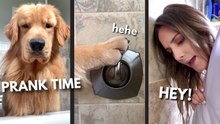 Tucker Pranks His Owner for a Walk | Funny Golden Retriever Reaction