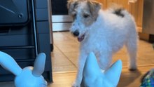 Puppy Gets Confused by Halloween Skeletons