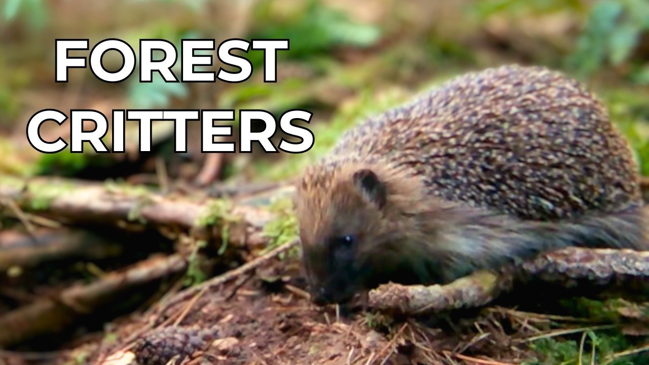 1 Hour of Forest Critters Caught on Trail Camera | Rabbits, Squirrels ...