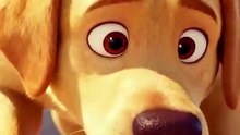 Labrador (3)