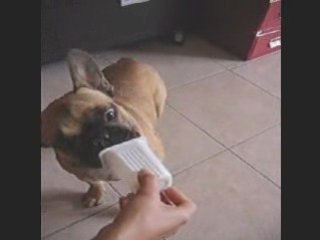 bouledogue  yaourt yogourt