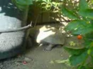 Zoe, la tortue bélier