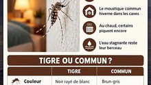 Des piqûres de moustique en octobre ? Voici pourquoi