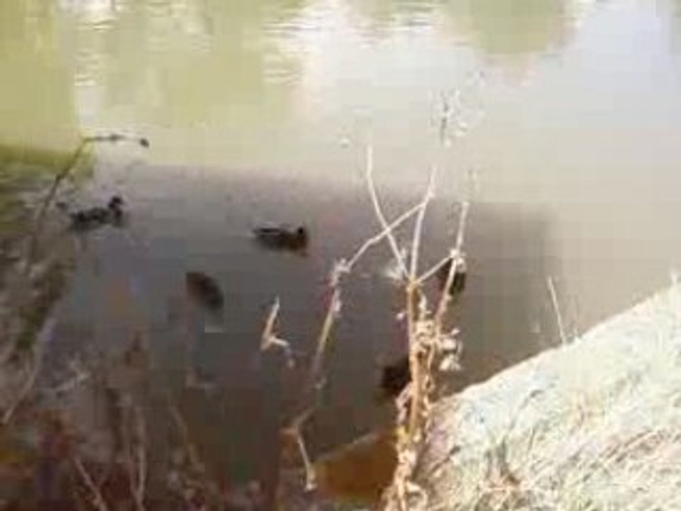 Les Canards