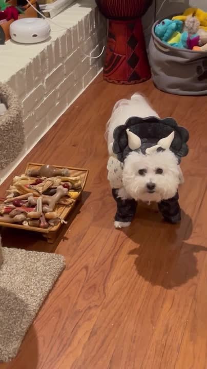 Bichon Shows Off Adorable Halloween Outfit - video Dailymotion