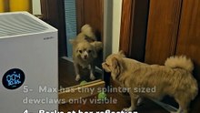 Your bests (WhatsWrongWithYourDog)