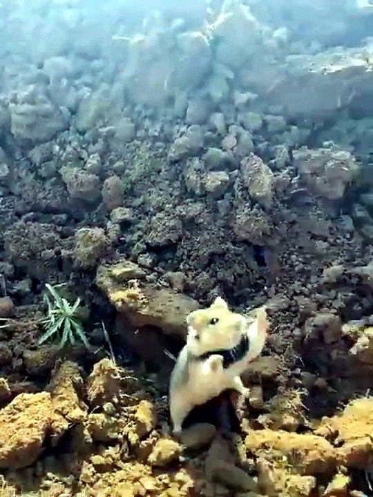 The defensive posture of a wild hamster - video Dailymotion