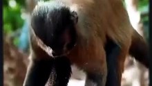 Macacos-Prego Usam Pedras Como Martelos! 🐒