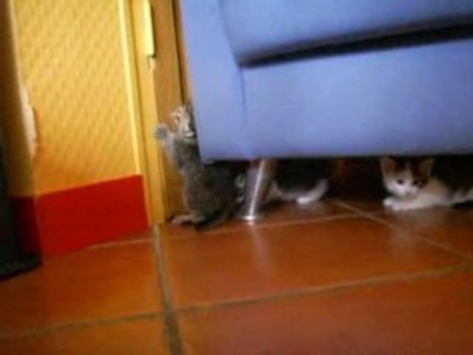chatons