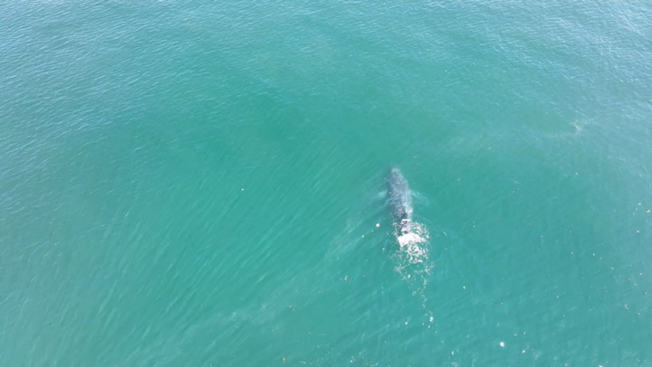 Whale With No Tail Swimming Off The Coast Of Washington State - video ...