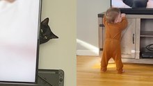 Nervous feline seeks refuge behind TV to evade curious toddler