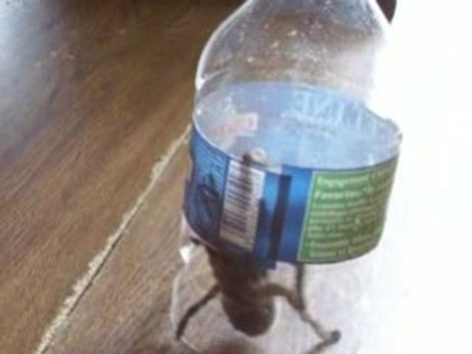Comment attraper une araignée dangereuse sans risque