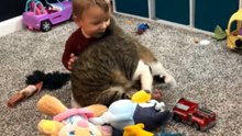 Cat Performs a Flip to Capture the Attention of Her Beloved Toddler *Comedic*