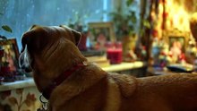 Rescue Dog's First Thunderstorm — Runs Straight to Mom's Arms 🥹🐾