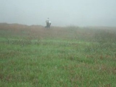 EPAGNEUL DE SAINT USUGE T A N 2008