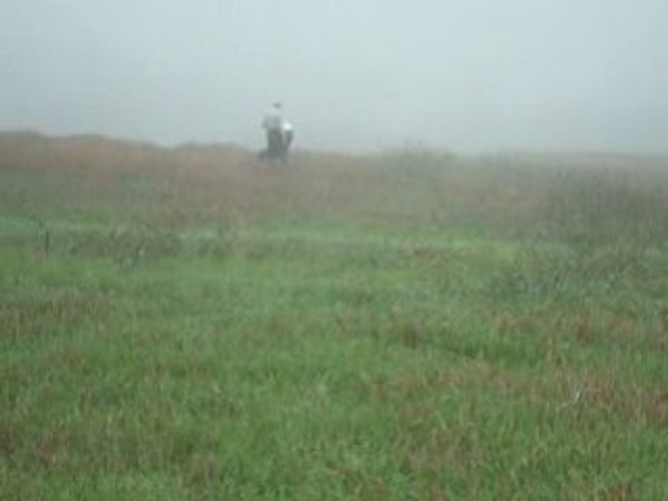 EPAGNEUL DE SAINT USUGE T A N 2008