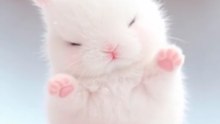 The Cutest Tiny Bunny Ever! 🐰💕 | Adorable Animal Animation