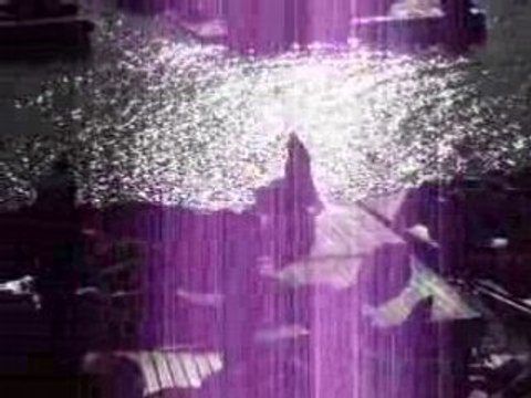 Eté 2008 - Etats-Unis / sea lions in San Francisco