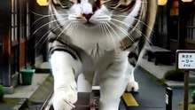 温泉街の駅で、駅長猫が足湯に前脚をつける。熱くて引っ込めて、そっと入れ直す【駅長猫編】#shorts
