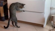 Adorable kittens embrace after one is stuck in a drawer