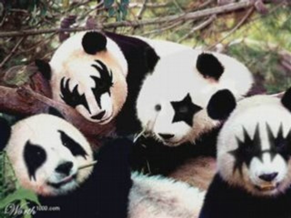 compil animaux drole