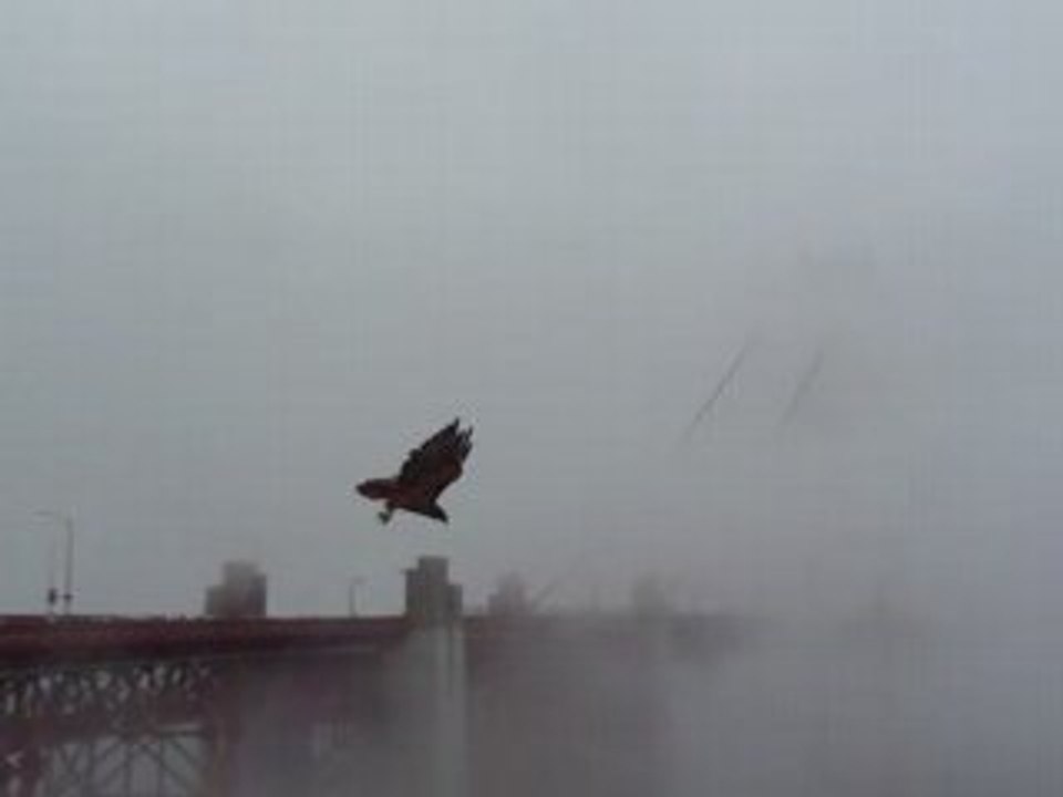 Eté 2008 - Etats-Unis / l'aigle du Golden Gate