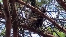 Pavão resgatado após ficar "preso numa árvore" no Castelo de São Jorge