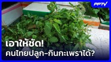 เอาให้ชัด! คนไทยปลูก-กินกะเพราได้? | ทันข่าวสุดสัปดาห์ | 24 ต.ค. 69
