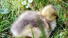 Spotlight on Hurgy! | #SparklegleamFarm #Hurgy #homestead #chicken #farmanimals #soft #cute