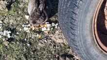 Void floof enjoys a snack besides the designated Lunch Axle. | #SparklegleamFarm #Bunny #homestead #rabbit #farmanimals #cute