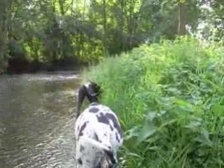 Baignade des chiens Aout 2008