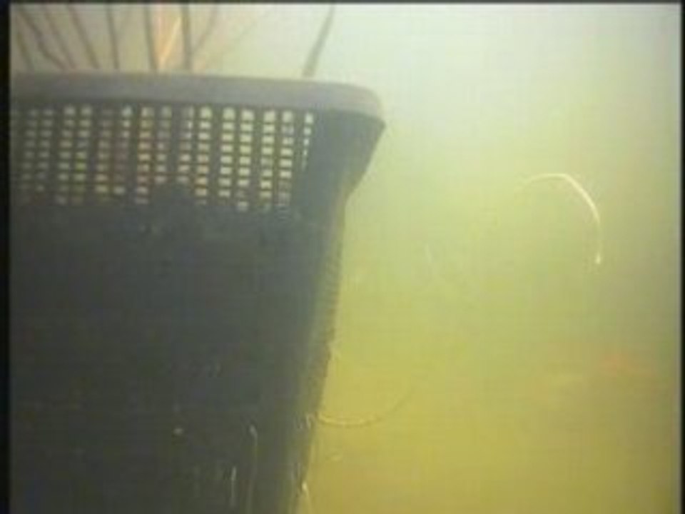 Vidéo sous-marine bassin