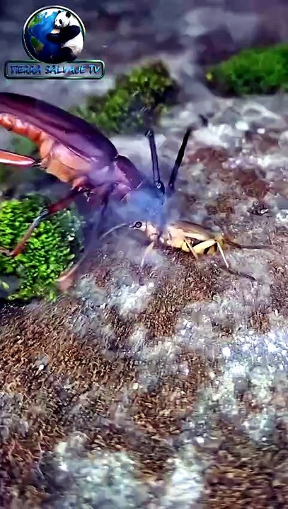 El Insecto que DISPARA Ácido Hirviendo 💥 #Shorts - Vídeo Dailymotion
